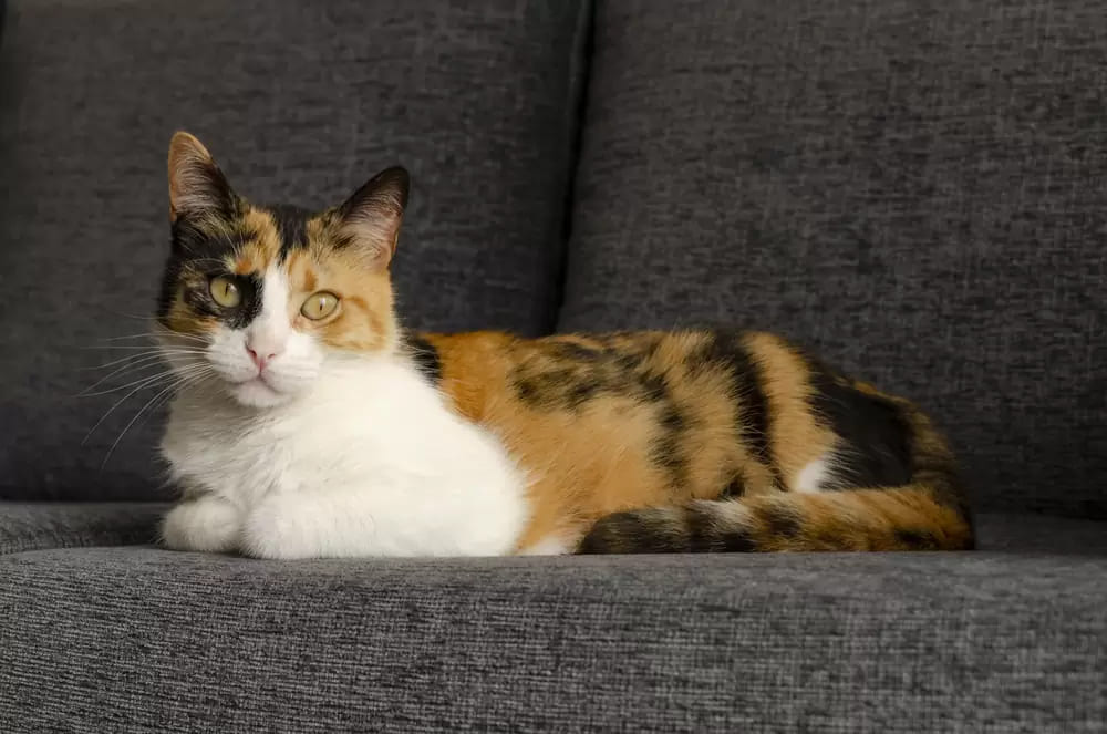 É Possível Tirar Cheiro de Xixi de Gato do Sofá?