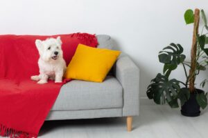 Cheiro de cachorro no sofá? Remova de uma vez por todas